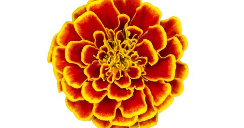 Ringelrose Ringelrose