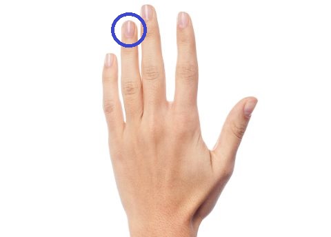 Ringfinger 480 Ringfinger 480