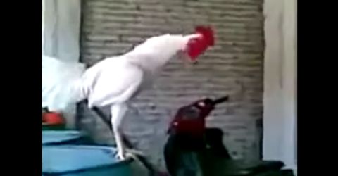 Rooster Rooster