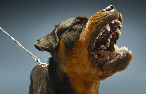 Rottweiler Rottweiler