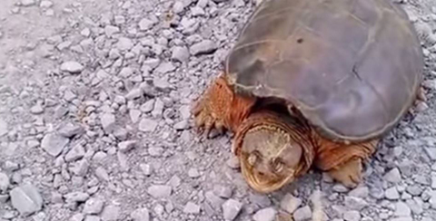 Schildkroete 480 Yt Schildkroete 480 Yt