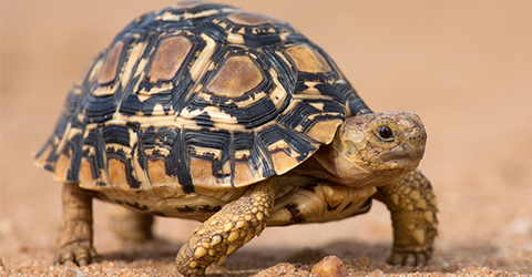 Schildkroete Schildkroete