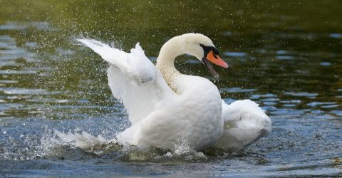 Schwan 1 Schwan 1
