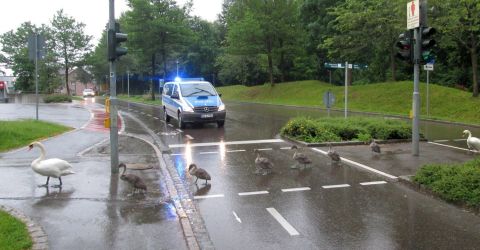 Schwanenfamilie Schwanenfamilie