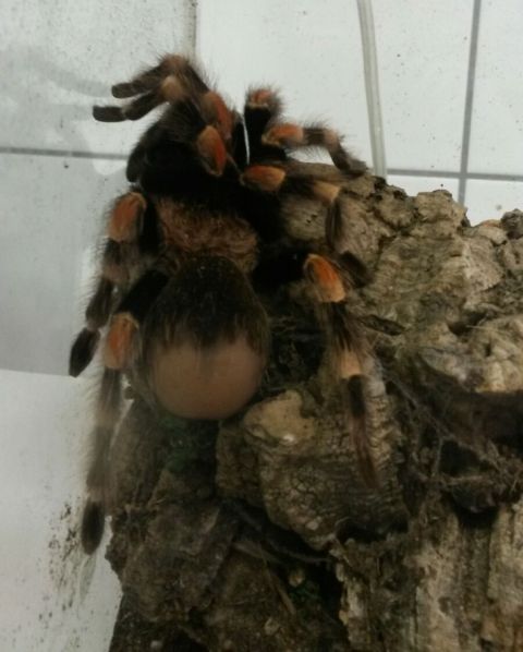 Spinne 480x 2 Spinne 480x 2
