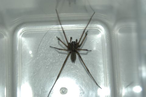 Spinne 480x 3 Spinne 480x 3