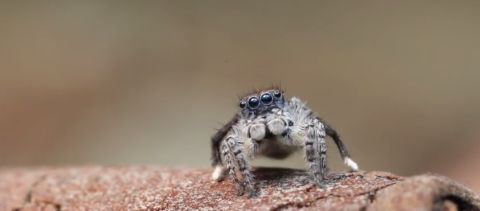 Spinne 480x Spinne 480x