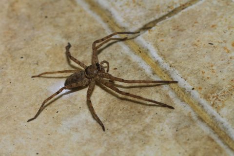 Spinne Shutterstock 1 480x Spinne Shutterstock 1 480x