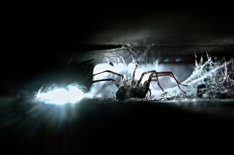Spinne Shutterstock 480x Spinne Shutterstock 480x