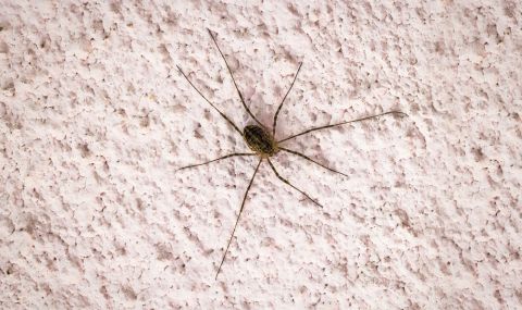 Spinne St 480 Spinne St 480