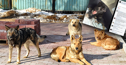 Strassenhundetitel Strassenhundetitel