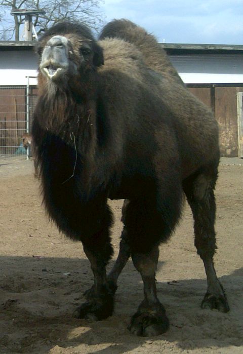 Sultan Sultan