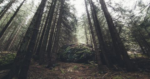 Wald 480 Shutterstock Wald 480 Shutterstock