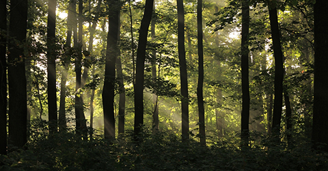 Wald Shutterstock 480 Wald Shutterstock 480