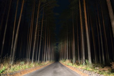 Wald Shutterstock 480x 1 Wald Shutterstock 480x 1