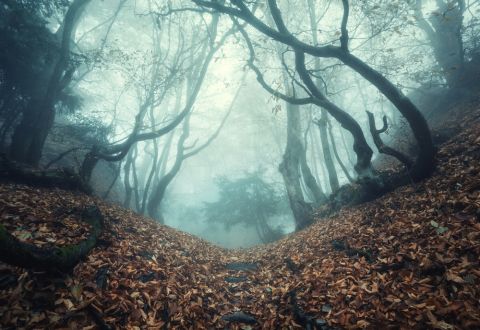 Wald Shutterstock 480x 2 Wald Shutterstock 480x 2