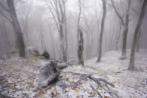 Wald Shutterstock 480x 3 Wald Shutterstock 480x 3