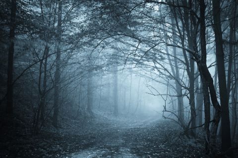Wald Shutterstock 480x 4 Wald Shutterstock 480x 4