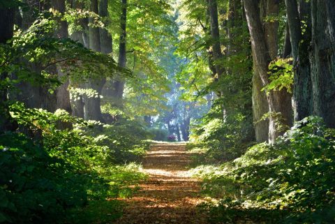 Wald Shutterstock 480x Wald Shutterstock 480x