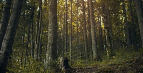 Wald St 1 Wald St 1