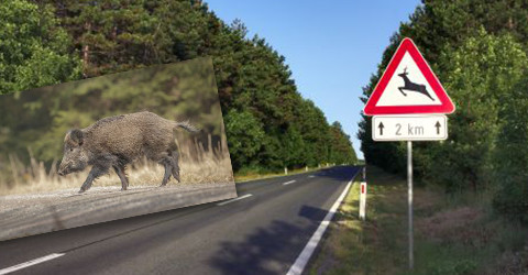 Wildschweintitel Wildschweintitel