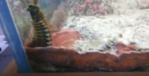 Wurm Wurm