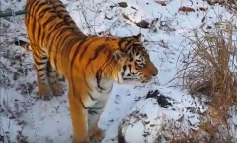 Youtube 01safaripark25 Youtube 01safaripark25