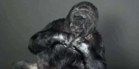 Youtube Animal Kingdom Youtube Animal Kingdom