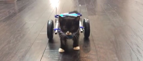 Youtube Tinykittens Youtube Tinykittens