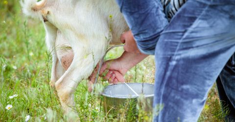 Ziegenmilch Ziegenmilch