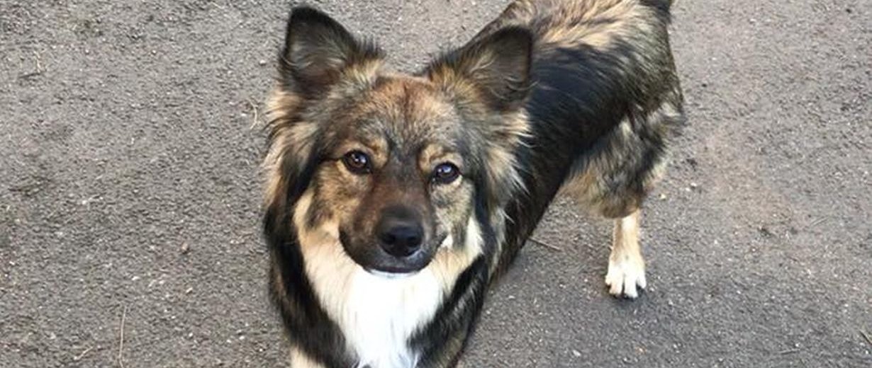 Chico in RLP auf Autobahn überfahren Besitzerin sucht Helfer RPR1.