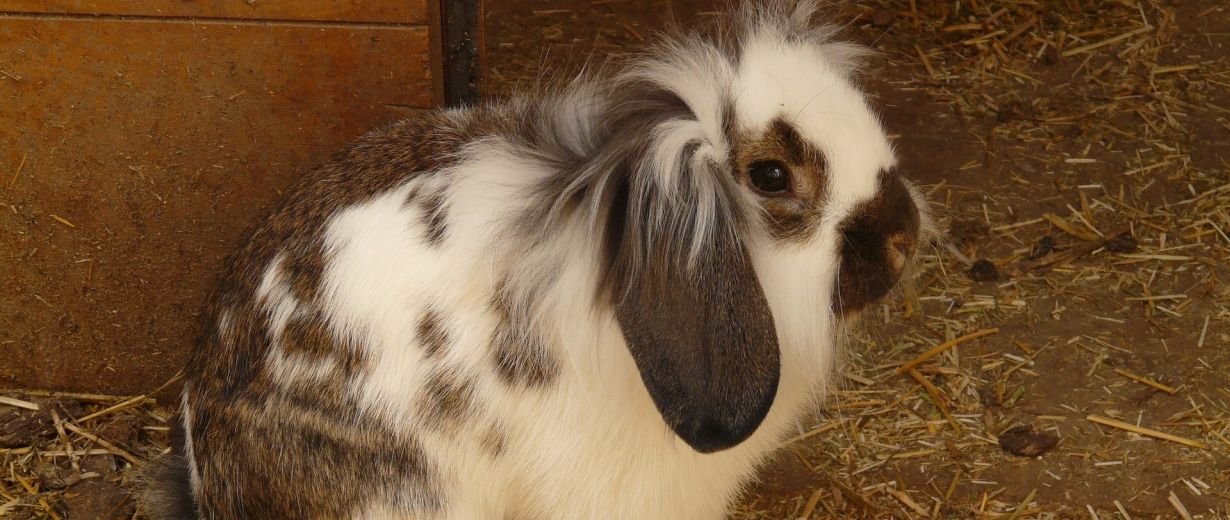 Tierärztin rettet Kaninchen vor dem Einschläfern RPR1.