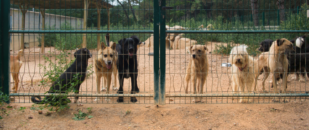 Hund aus Tierheim im Saarland gestohlen! RPR1.