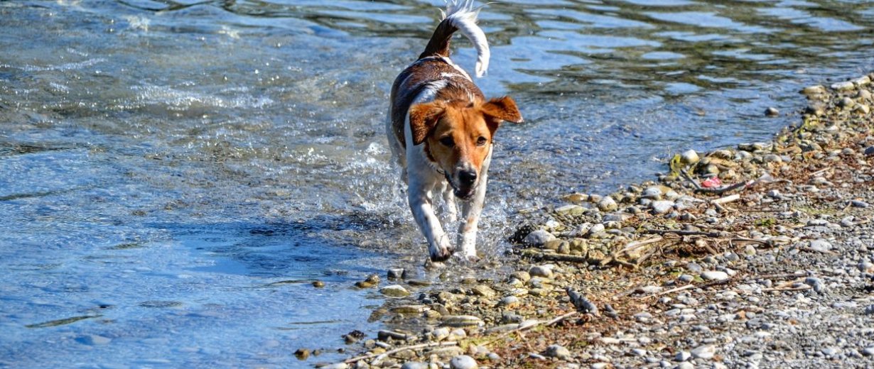 Hund stirbt nach Tag am Badesee RPR1.