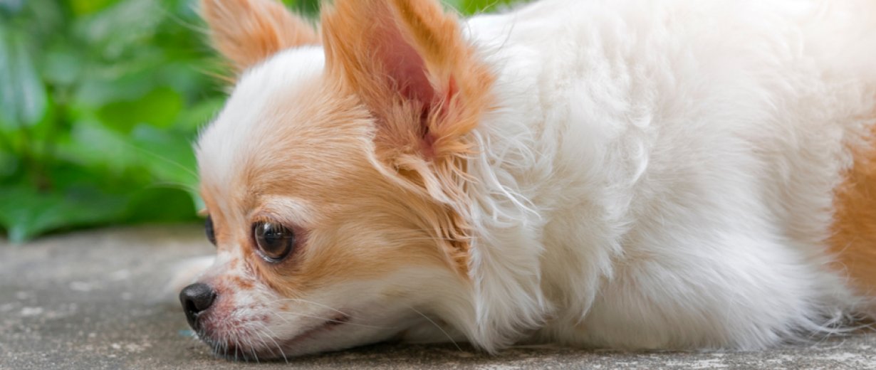 Katze Tötet Chihuahua