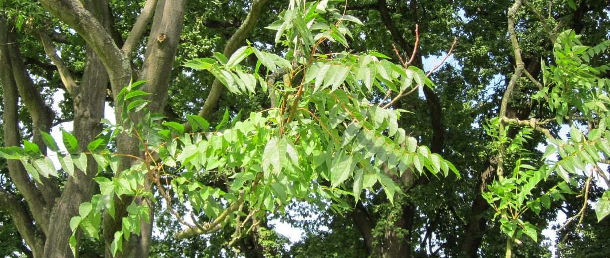 Götterbaum besser aus dem Garten entfernen RPR1.