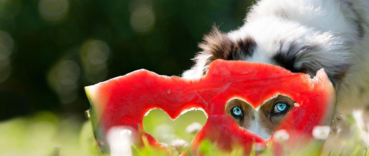Wassermelone für Hunde Richtige Fütterung beachten RPR1.