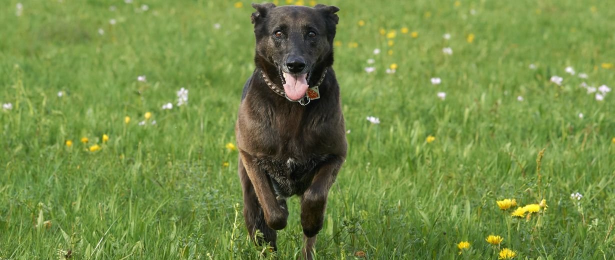 Todliche Hundekrankheit Staupe Greift Um Sich Rpr1