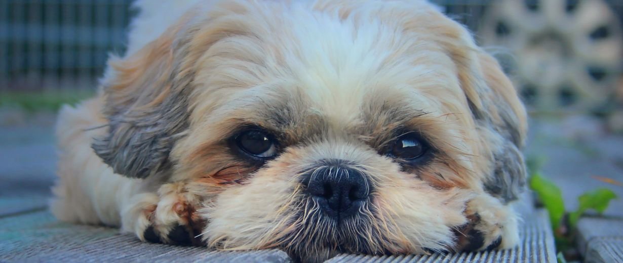 Erkältung beim Hund Sofort zum Tierarzt? RPR1.