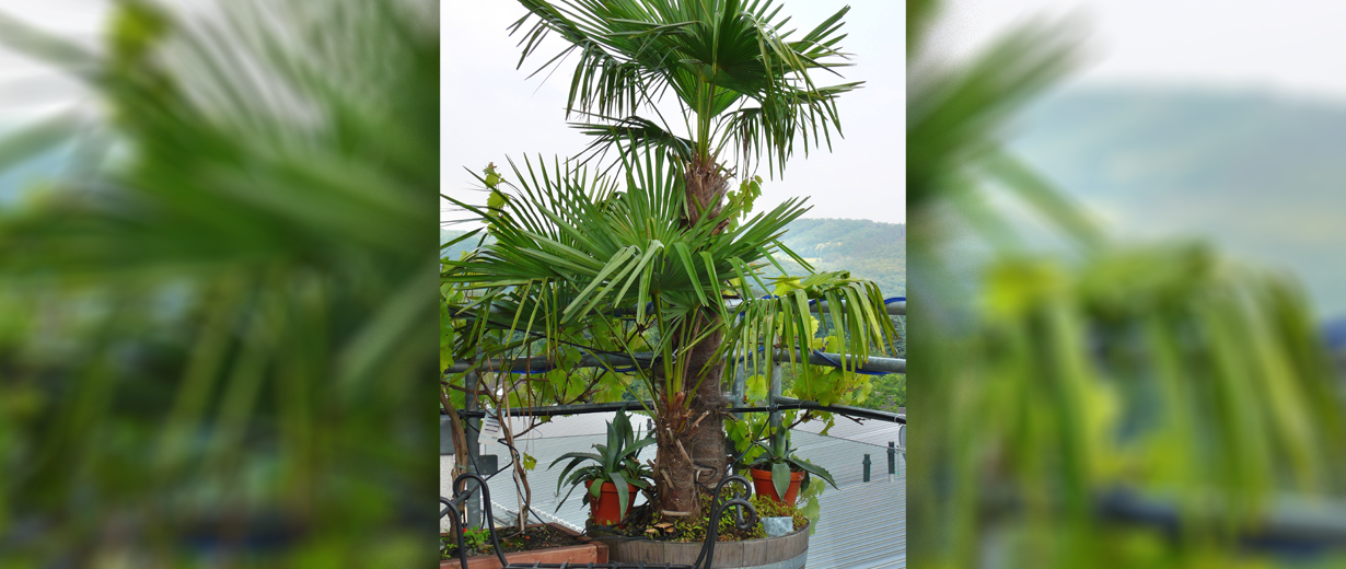 Saarland: Palme von Terrasse verschwunden - auf fremden Balkon entdeckt