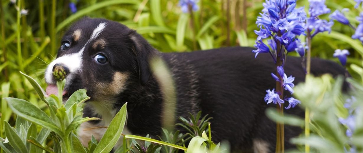 Gefahr für Hunde Vorsicht vor diesen Gartenpflanzen RPR1.