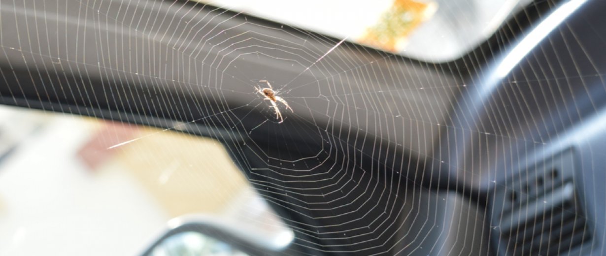 Spinne Im Auto