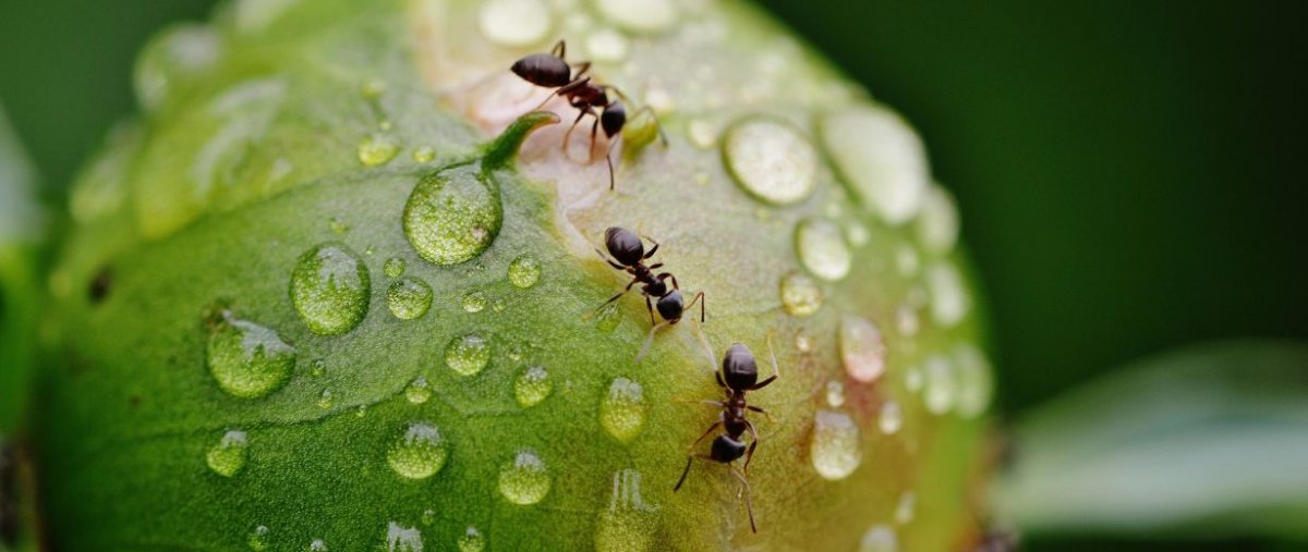 25+ Best Bild Ameisen In Der Wohnung Bekämpfen Ameisen