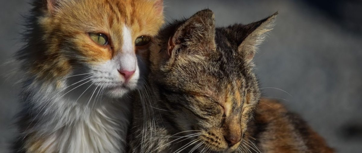 westpfalz vollig verwahrloste katzen aus wohnung gerettet rpr1