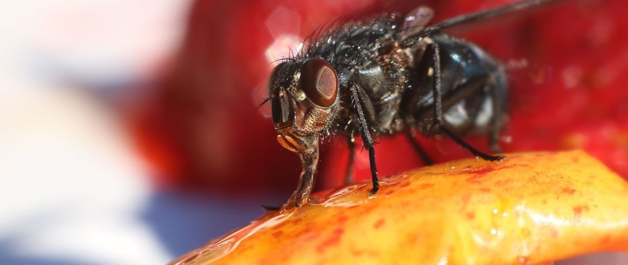 Eichhörnchen Welt Sehvermögen kann eine fliege ins ohr fliegen ...