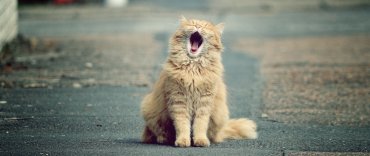 Kippfenster Syndrom Grosse Gefahr Fur Katzen Rpr1