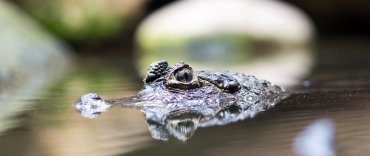 Unglaubliches Video Kleines Madchen Putzt Gefahrlichem Reptil Die Zahne Rpr1
