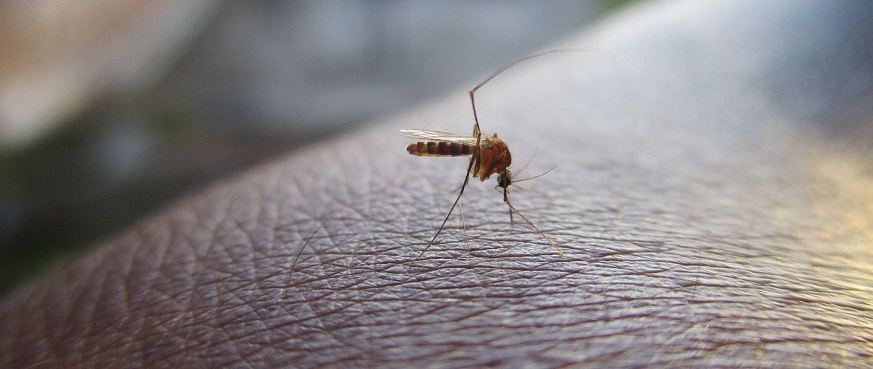 Hilfe Gegen Mücken In Der Wohnung - Kleine Mini Fliegen In Der Wohnung