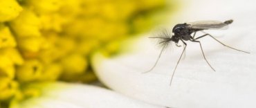 Wie Werde Ich Ameisen Im Haus Los Rpr1