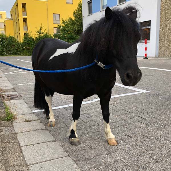 Pony_CONTENT_PolizeiMainz.jpg